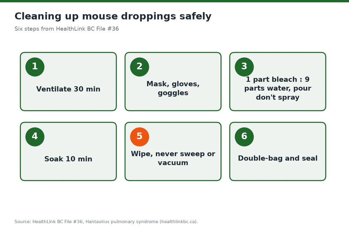 Six steps for cleaning mouse droppings safely: ventilate, protect, pour disinfectant, soak, wipe and double-bag.